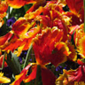 Meet your Posher, Beverly g.